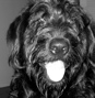 Picture of dog named banjo